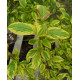 Keltakirjokanukka (Cornus sericea 'Hedgerow's Gold')